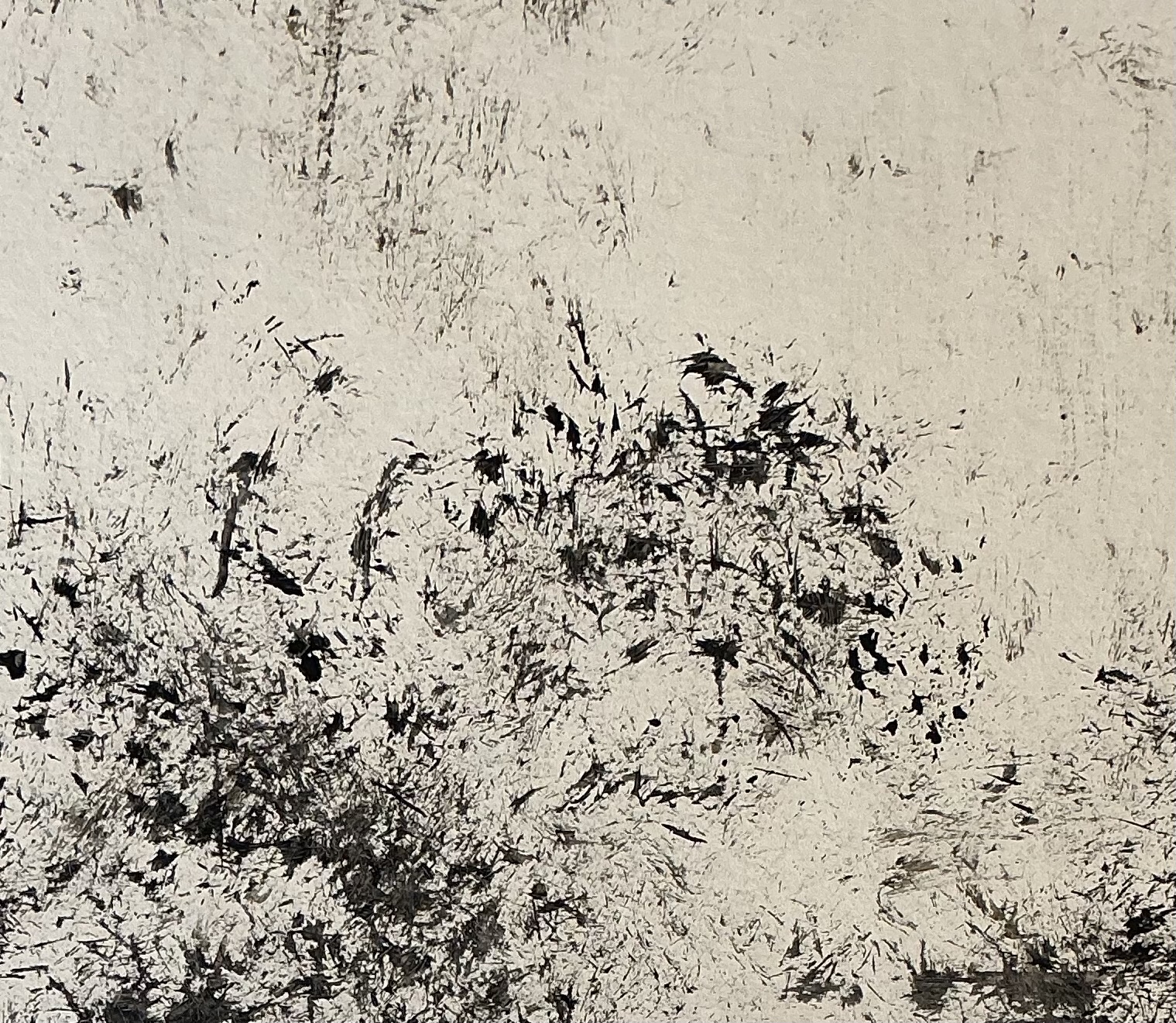 Serie Les Herbes Folles - 30 x 30 cm - 2026